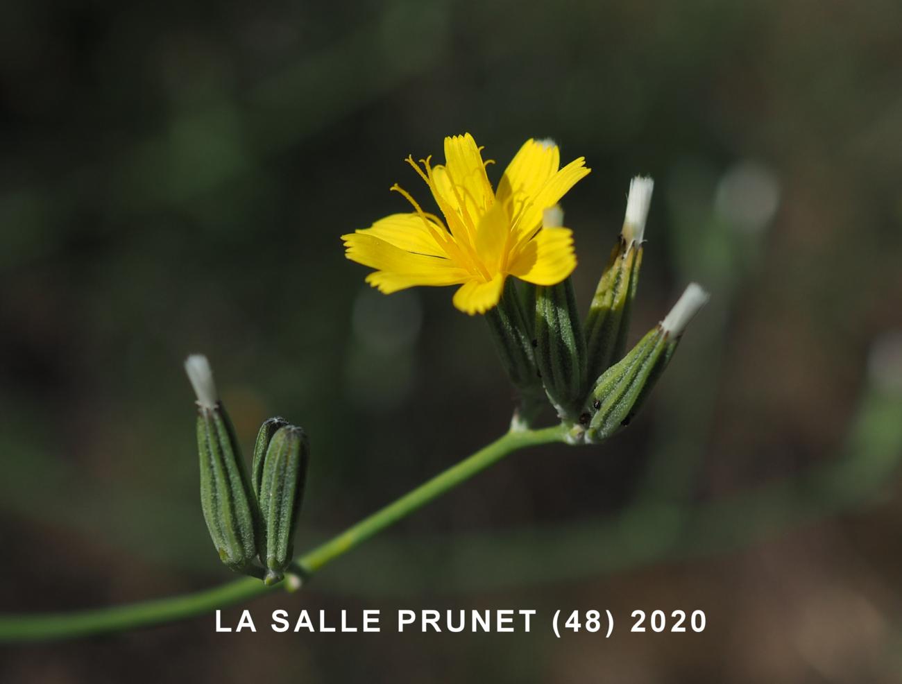 Rush skeletonweed flower